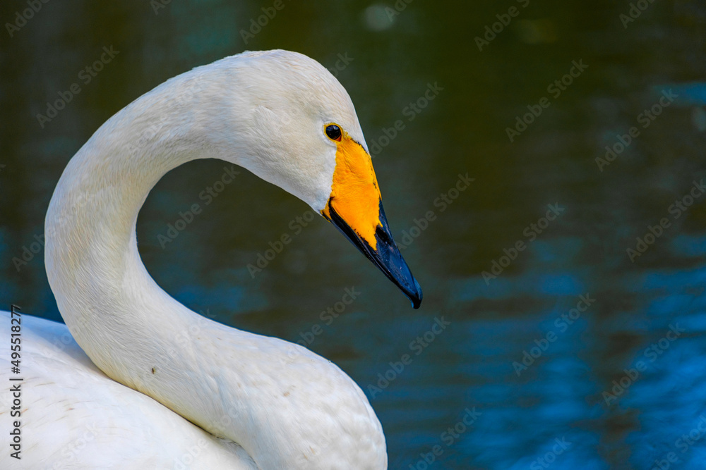 Obraz premium Zwaan - Swan