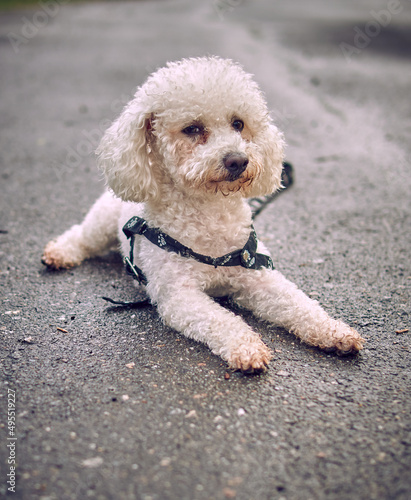 White bichon frisse dog looking at camera and posing in middle of a wet street a rainy and cloudy day. Horizontal and copy space. Selective focus