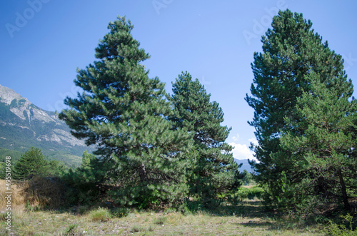 Pinus nigra, variety of pine