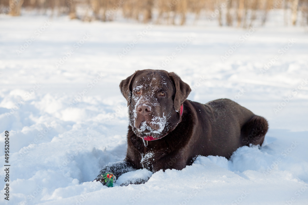 Portrait of a Chocolate labrador retriever dog sitting in the snow.Lovable, pretty dog of brown color. Close-up, outdoor. Day light. Concept of care, education, obedience training, raising pets