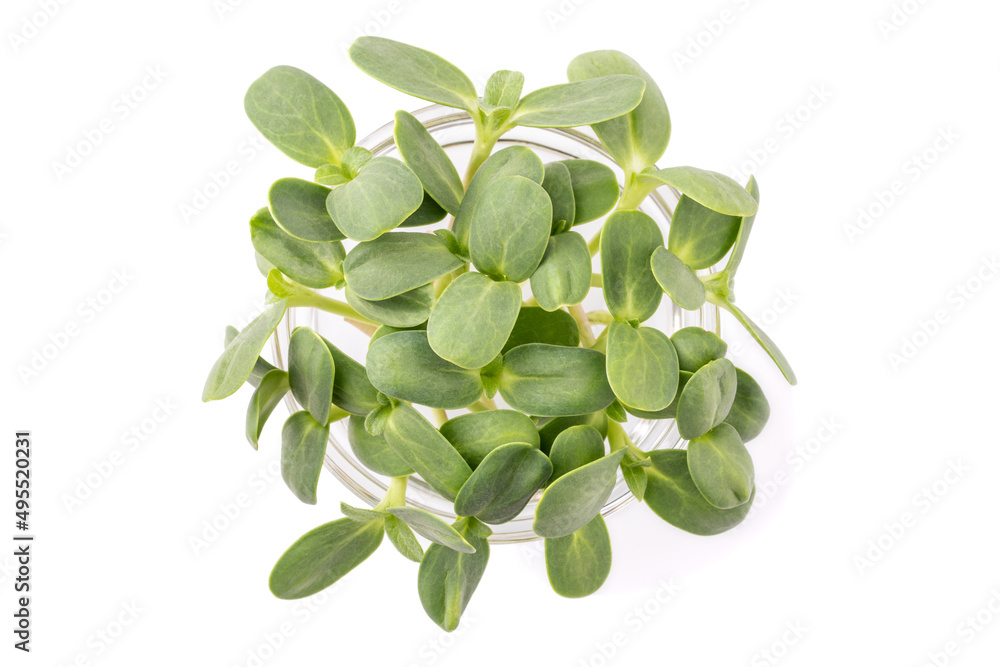 Fototapeta premium Broccoli sprouts isolated on white background, micro greens, view from above 