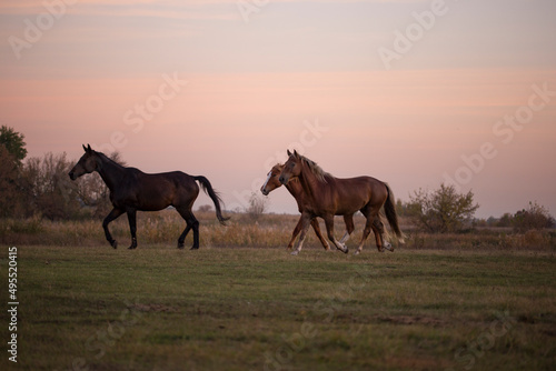 Group of horses are running across the field. Horse in the pasture. Foal among horses. Evening  summer. Purple sunset sky.
