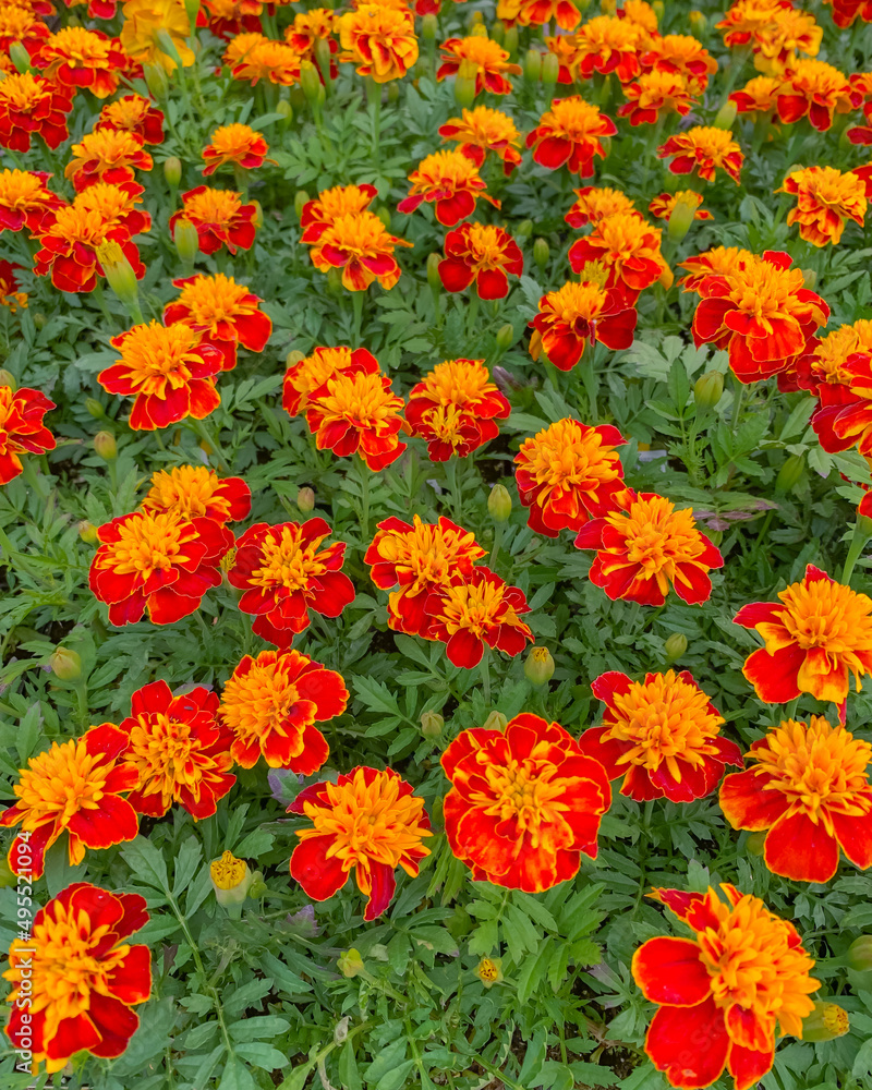 French Marigold (Dwarf) flowers in bloom, close up view of a beautiful flowers, daisy family