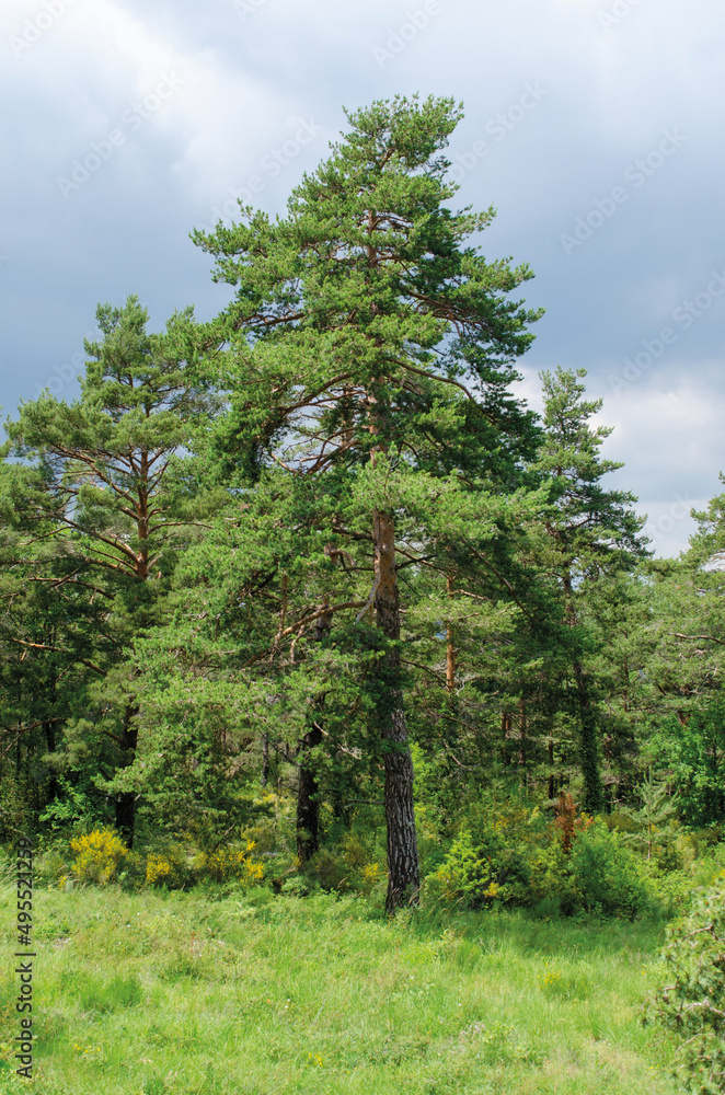 Fototapeta premium Pinus sylvestris, variety of pine