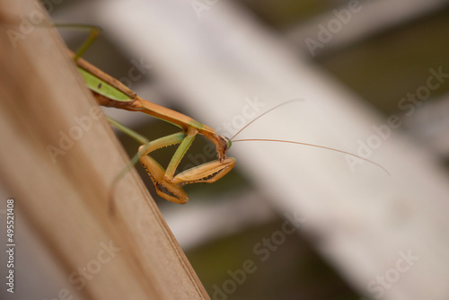 grasshopper on a post