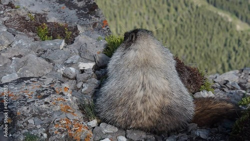 Marmot in the mountains at the edge at the summit east end of Mount Rundle near Canmore photo