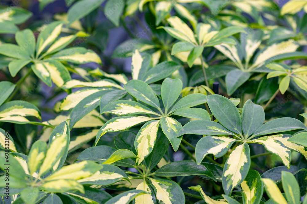 Schefflera arboricola leaves. This plant is known as dwarf umbrella