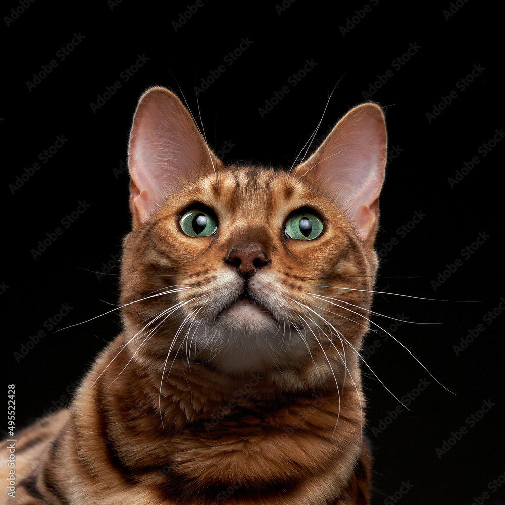 spotted bengal cat on a black background. funny pet playing