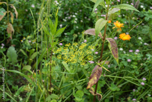 a yellow fennel flower in a meadow