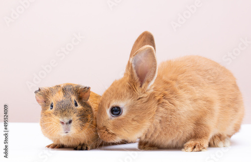 Little dwarf rabbit with guinea pig isolated on white