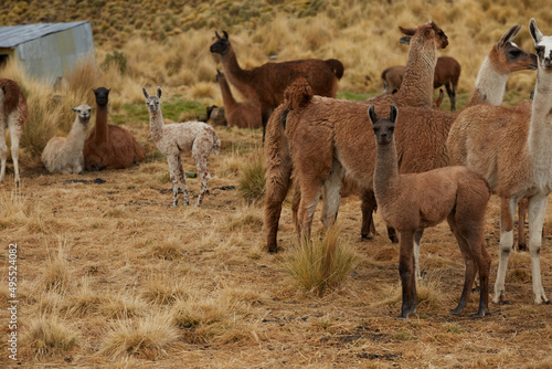 Llamas