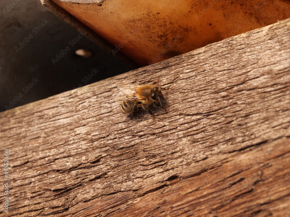Eine Honigbiene ruht sich auf einer Holzfläche aus Eine Honigbiene ruht sich auf einer Holzfläche aus