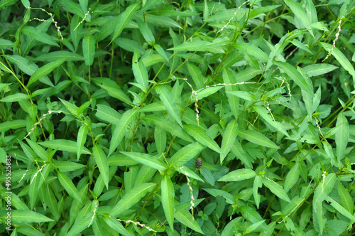 Persicaria hydropiper grows in the wild