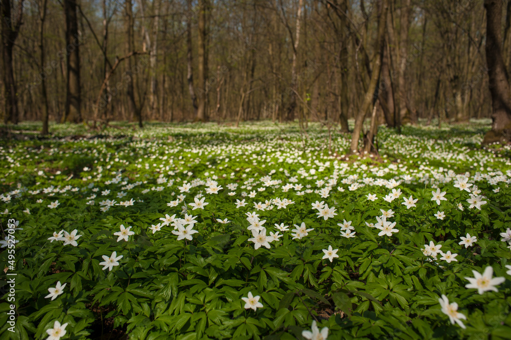 Obraz premium Anemone nemorosa flower in the forest in the sunny day. Wood anemone, windflower, thimbleweed.