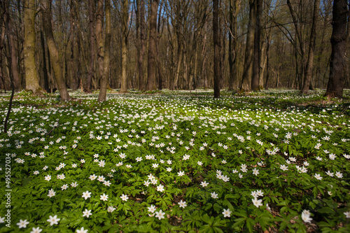 Anemone nemorosa flower in the forest in the sunny day. Wood anemone, windflower, thimbleweed.