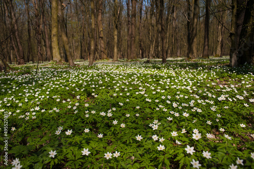 Anemone nemorosa flower in the forest in the sunny day. Wood anemone, windflower, thimbleweed.