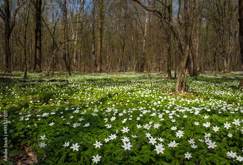 Anemone nemorosa flower in the forest in the sunny day. Wood anemone, windflower, thimbleweed.
