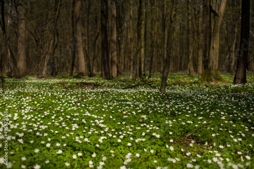 Anemone nemorosa flower in the forest in the sunny day. Wood anemone, windflower, thimbleweed.