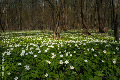 Anemone nemorosa flower in the forest in the sunny day. Wood anemone  windflower  thimbleweed.