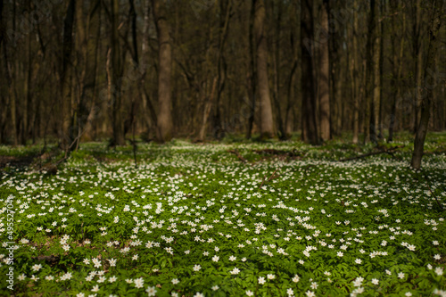 Anemone nemorosa flower in the forest in the sunny day. Wood anemone, windflower, thimbleweed.