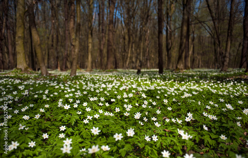 Anemone nemorosa flower in the forest in the sunny day. Wood anemone  windflower  thimbleweed.