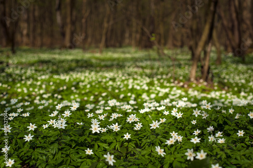 Anemone nemorosa flower in the forest in the sunny day. Wood anemone, windflower, thimbleweed.