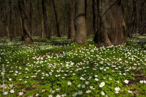 Anemone nemorosa flower in the forest in the sunny day. Wood anemone, windflower, thimbleweed.