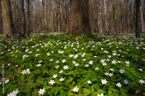 Anemone nemorosa flower in the forest in the sunny day. Wood anemone, windflower, thimbleweed.
