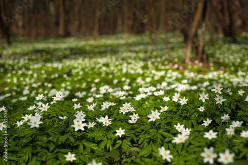 Fotografiet Anemone nemorosa flower in the forest in the sunny day