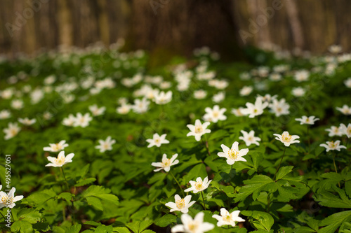 Anemone nemorosa flower in the forest in the sunny day. Wood anemone, windflower, thimbleweed.