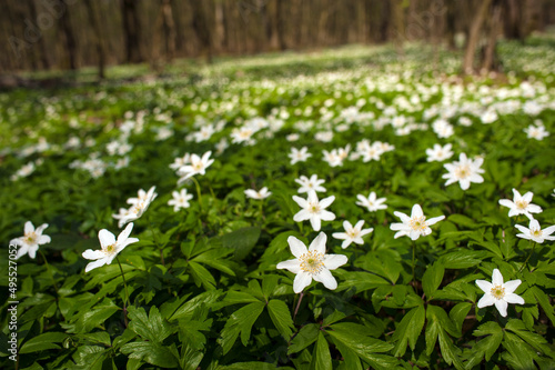 Anemone nemorosa flower in the forest in the sunny day. Wood anemone, windflower, thimbleweed.