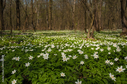 Anemone nemorosa flower in the forest in the sunny day. Wood anemone, windflower, thimbleweed.