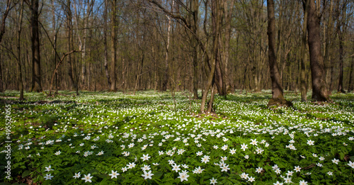 Panoramic photo of Anemone nemorosa flower in the forest in the sunny day. Wood anemone, windflower, thimbleweed.