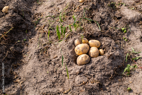 Freshly dug potatoes in a farm field on the ground close-up in the concept of growing food