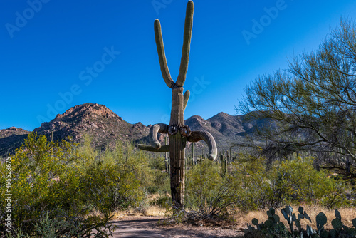 Sunrise in Saguaro National Park