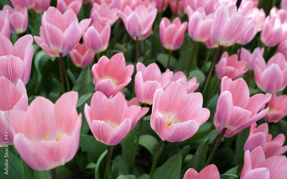 Lovely pink darwin hybrid tulip called 'Light and Dreamy' 