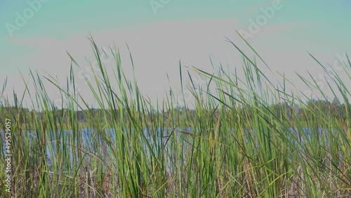 Lake View Through Reeds Blowing Through the Wind