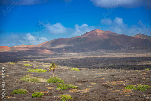  Krajobrazy wulkaniczne z błękitnym niebem, Lanzarote. Egzotyczne wyspy kanaryjskie. Drzewa palmowe i góry ognia