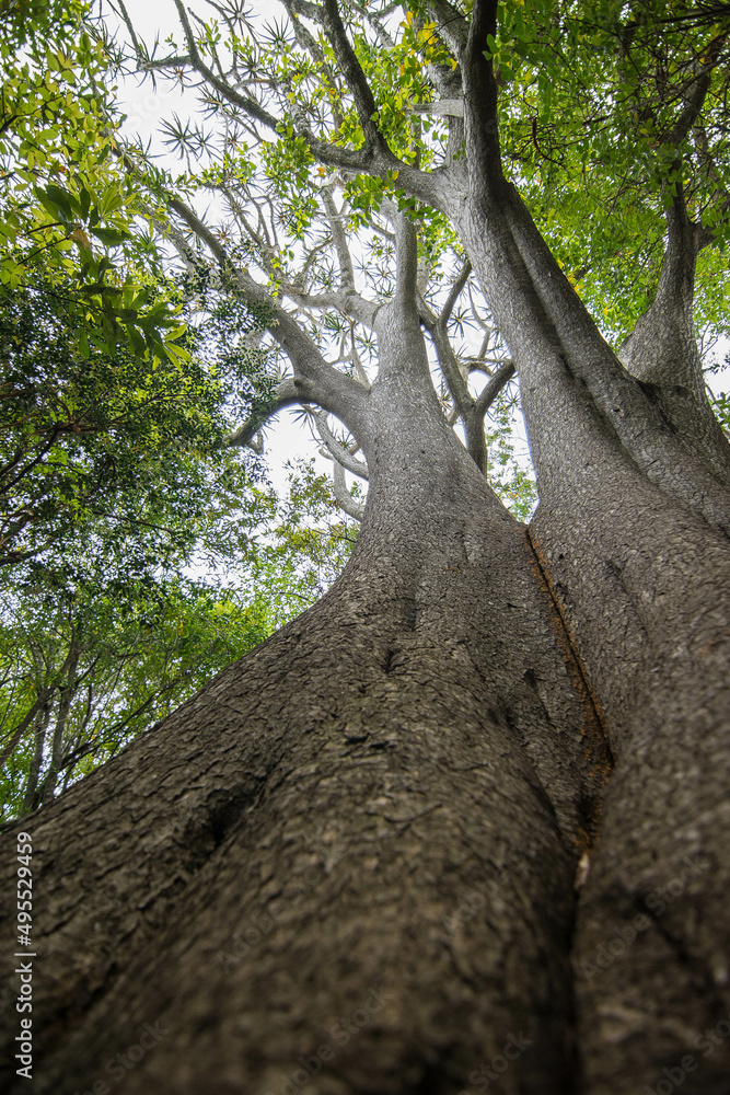 Naklejka premium Albero
