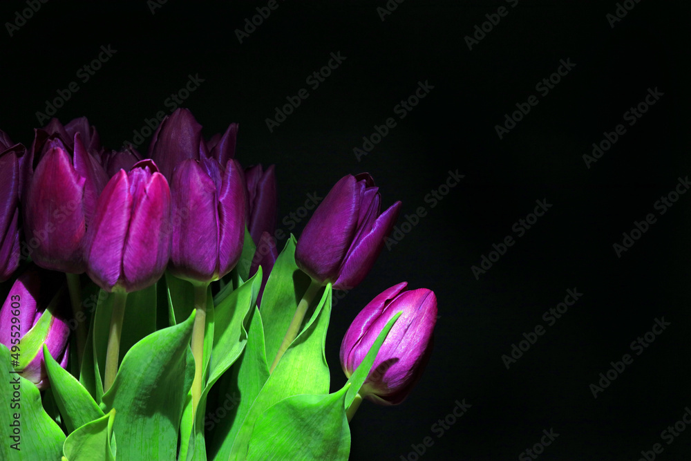 Obraz premium purple tulips on black background
