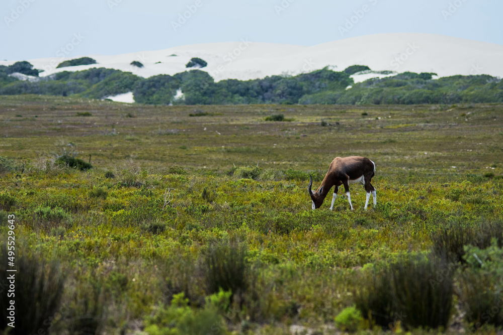 Antilope radura Antilope radura