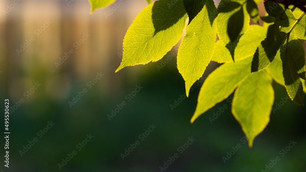 Obraz premium green leaves background in spring