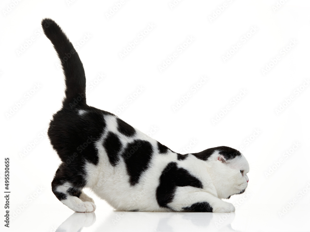 Black and white Scottish Shorthair cat on a white background. studio photos for advertising. Happy pet. Black and white Scottish Shorthair cat on a white background. studio photos for advertising. Happy pet.