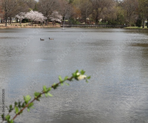 ducks on the pond