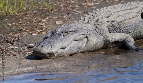 Florida Wild Gator