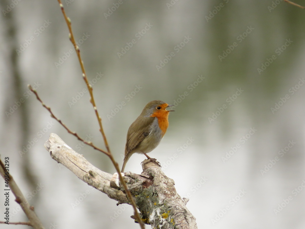 robin on branch