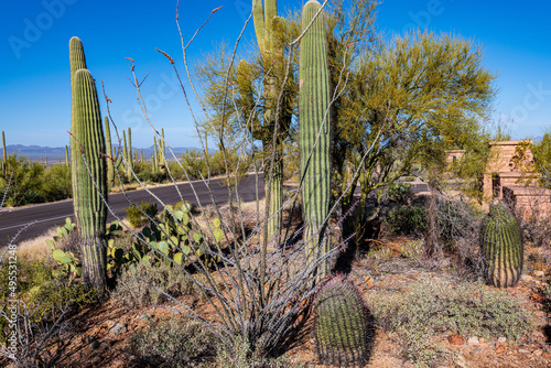 Sunrise in Saguaro National Park photo