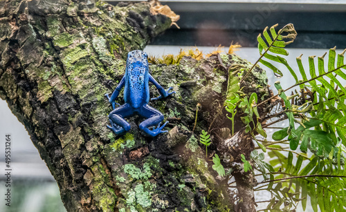 blue frog