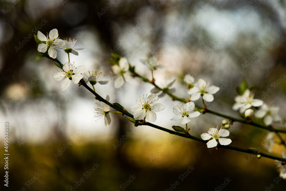 blooming hawthorn flowers blooming hawthorn flowers