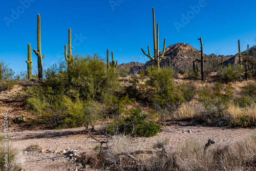 Sunrise in Saguaro National Park photo